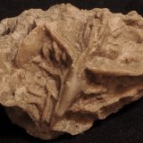 Yeso
4 x 3 cm
(Autor: angel picazo monroy)