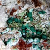 Rosasita.
4´277 x 3´920 mm.
(Autor: Jesus Franquesa Baucells)