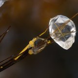Rutilo, Calcita
Campo de visión 2,2 mm.
(Autor: Juan Miguel)