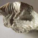 Calcita
3 x 3 cm.
(Autor: javier ruiz martin)