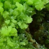 Piromorfita
Detalle de la pieza de  5x3,5 cm.
(Autor: Laureano)