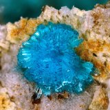 Serpierita
1mm
(Autor: yowanni)