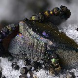 Siderita
Campo de visión 5 mm
(Autor: Juan Miguel)