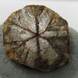 Cordierita (variedad Cerasita de Kikuchi)
8 x 8 mm.
(Autor: prcantos)