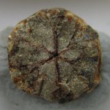 Cordierita (variedad Cerasita de Kikuchi)
8 x 8 mm.
(Autor: prcantos)