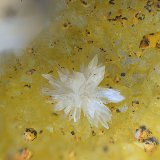 Hemimorfita
Campo de visión de 5 mm.
(Autor: Antonio Carmona)