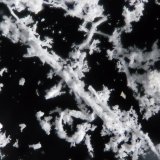 Starkeyita
FOV 0.5 cm
(Autor: Cesar M. Salvan)