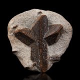 Estaurolita [Staurolite]
7 x 7 x 3 cm / cristal principal: 6.1 cm
(Autor: Museo MIM)