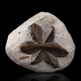 Estaurolita [Staurolite]
8 x 7.5 x 3 cm / cristal principal: 5.8 cm
(Autor: Museo MIM)