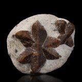 Estaurolita [Staurolite]
5.5 x 4.5 x 2 cm / cristal principal: 3.9 cm
(Autor: Museo MIM)