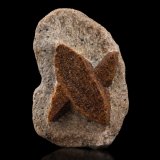 Estaurolita [Staurolite]
6 x 4 x 2 cm / cristal principal: 4  cm
(Autor: Museo MIM)