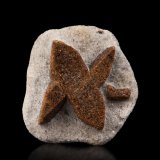 Estaurolita [Staurolite]
3.5 x 4 x 1.5 cm / cristal principal: 3.1 cm
(Autor: Museo MIM)