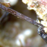 Lamproita: micros de las vacuolas
150X
(Autor: prcantos)