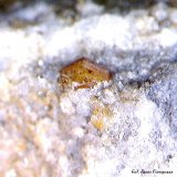 Synchysita-(Ce).
1´046 x 0´707 mm.
(Autor: Jesus Franquesa Baucells)