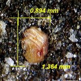 Synchysita-(Ce).
1´36 x 0´89 mm.
(Autor: Jesus Franquesa Baucells)