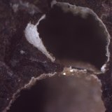 Clinoptilolita
5 x 5 cm. (detalle)
(Autor: Jose Bello)