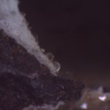 Clinoptilolita
5 x 5 cm. (detalle)
(Autor: Jose Bello)