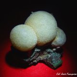 Thomsonita.
70x60 mm.
(Autor: Jesus Franquesa Baucells)