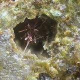 Perroudita
Campo de visión de 1 mm.
(Autor: Antonio Carmona)
