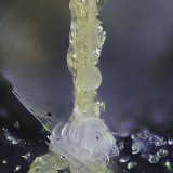 Thorikosita
0.8 mm
(Autor: Antonio Abril)