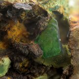 Torbernita
Campo de visión de 5 mm.
(Autor: Antonio Carmona)