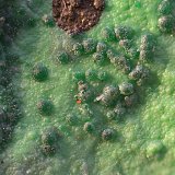 Conichalcita
Campo de visión de 5 mm
(Autor: Antonio Carmona)