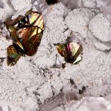 Pirita
1 cm
(Autor: Obsi)