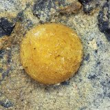 Valentinita
agregado esférico de cristales: 7x7 mm
(Autor: Ramon A  Lopez Garcia)