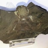 Pirita
8,5x6 cm
(Autor: Adri Rodríguez)