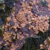 Cobre y Cuprita
Campo de visión de 3 mm
(Autor: Antonio Carmona)