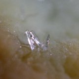 Wavellita sobre Turquesa
campo 2 mm.
(Autor: usoz)