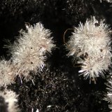 Wavellita
FOV 0.5 cm
(Autor: Cesar M. Salvan)