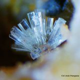 Willemita.
Fvo4
(Autor: Jesus Franquesa Baucells)