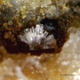 Willemita.
1´193 x 0´855 mm.
(Autor: Jesus Franquesa Baucells)