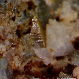 Wulfenita.
0´722 x 0´415 mm.
(Autor: Jesus Franquesa Baucells)
