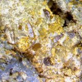 Wulfenita
1´36 x 1´34 mm.
(Autor: Jesus Franquesa Baucells)