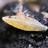 Wulfenita
Campo de visión 2 mm
(Autor: Juan Miguel)