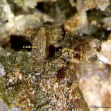 Wulfenita y Piromorfita.
0´713 x 0´308 mm.
(Autor: Jesus Franquesa Baucells)