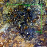 Wulfenita.
2´940 x 2´599 mm.
(Autor: Jesus Franquesa Baucells)