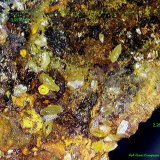 Wulfenita.
3´07x2´24 mm.
(Autor: Jesus Franquesa Baucells)
