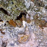Wulfenita.
0´887 x 0´681 mm.
(Autor: Jesus Franquesa Baucells)