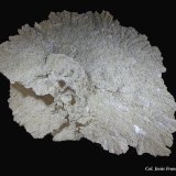 Yeso.
100x80 mm.
(Autor: Jesus Franquesa Baucells)