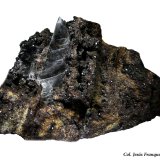 Yeso
80x65 mm.
(Autor: Jesus Franquesa Baucells)