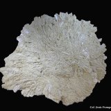 Yeso.
100x80 mm.
(Autor: Jesus Franquesa Baucells)