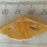 Yeso
4 cm.
(Autor: María Jesús M.)