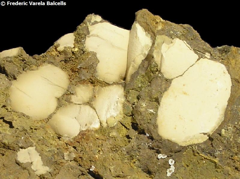 Tinticita
Encuadre 3,5 x 1,5 cm.
(Autor: Frederic Varela)
