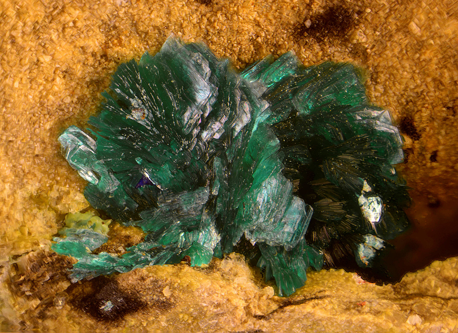Tyrolita
Campo de visión de 4 mm.
(Autor: Antonio Carmona)