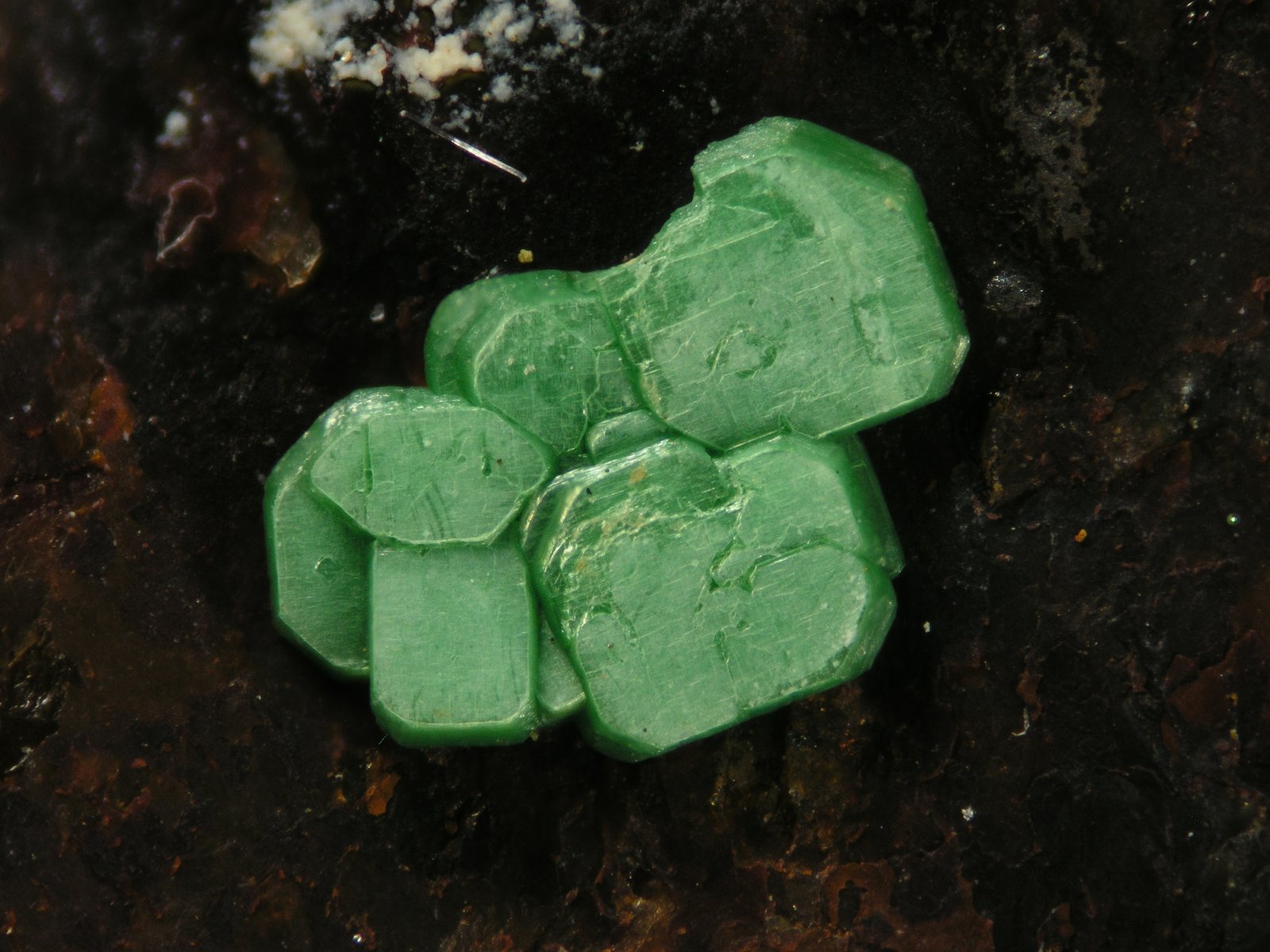 Metatorbernita
FOV 1 cm
(Autor: Cesar M. Salvan)
