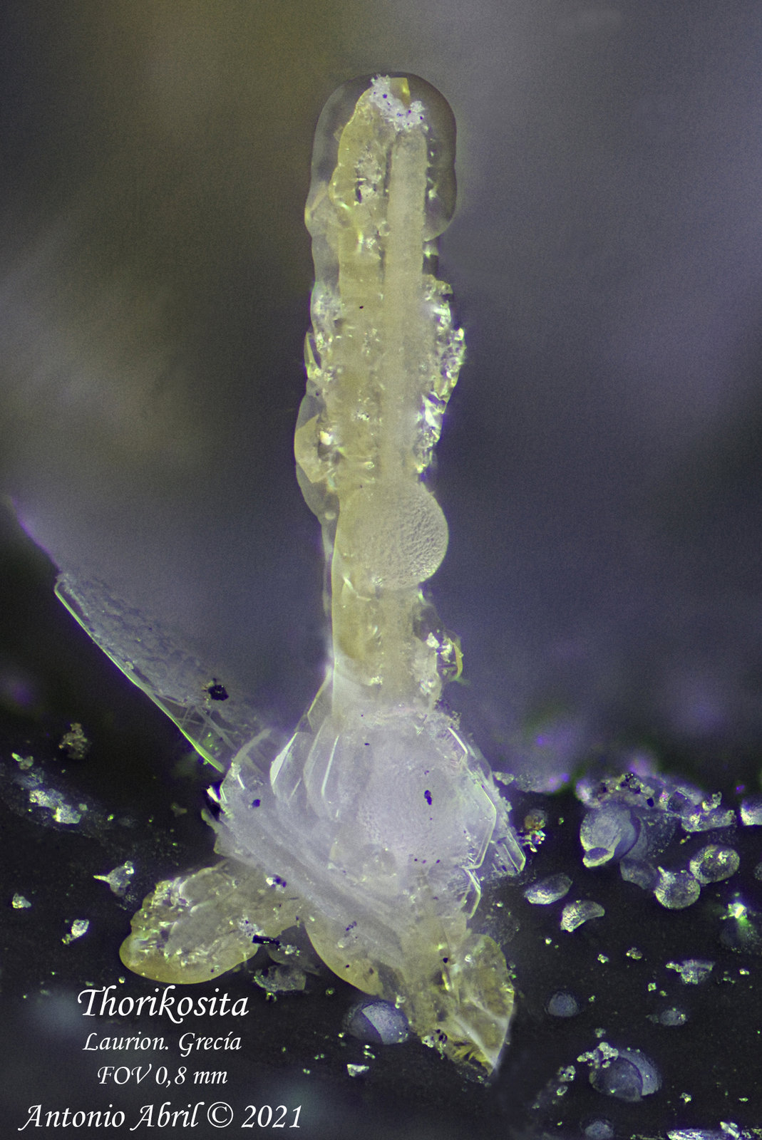 Thorikosita
0.8 mm
(Autor: Antonio Abril)