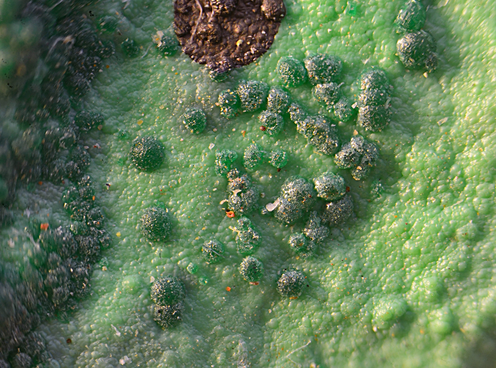 Conichalcita
Campo de visión de 5 mm
(Autor: Antonio Carmona)
